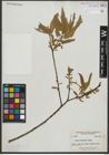 Foto von Salix rigida Muhl.